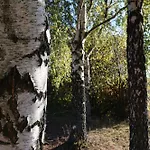 Pod Platanem Smardzowice