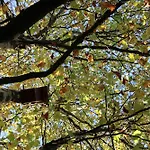 Pod Platanem * Smardzowice
