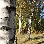 Pod Platanem * Smardzowice