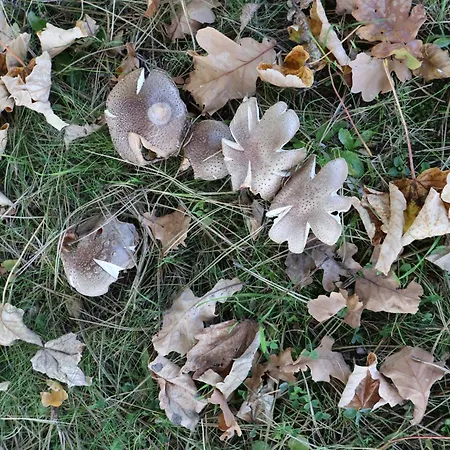 Фермерский дом Pod Platanem Smardzowice