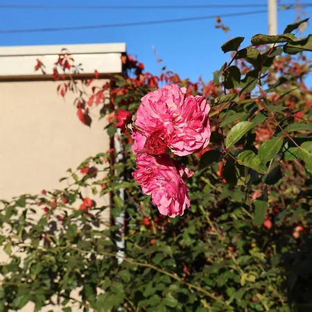 Pod Platanem Smardzowice