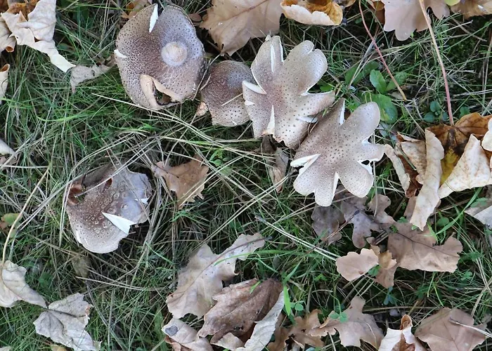 Séjour à la ferme Pod Platanem Smardzowice
