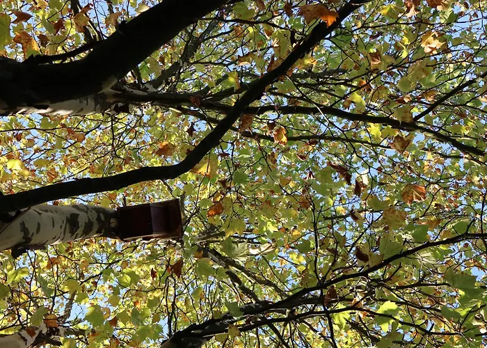 Pod Platanem * Smardzowice